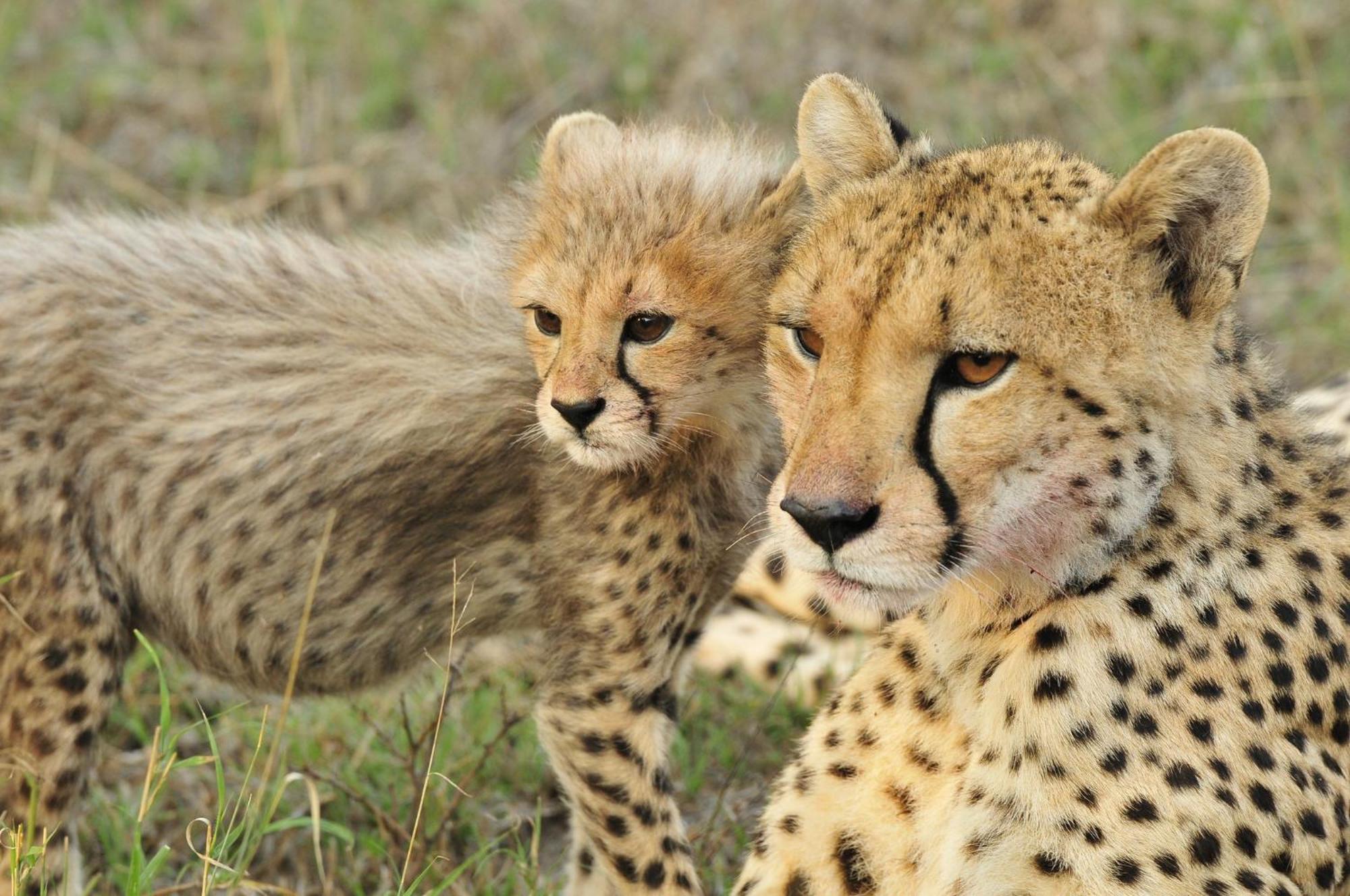 Inyati Game Lodge Khu bảo tồn Sabi Sand Ngoại thất bức ảnh