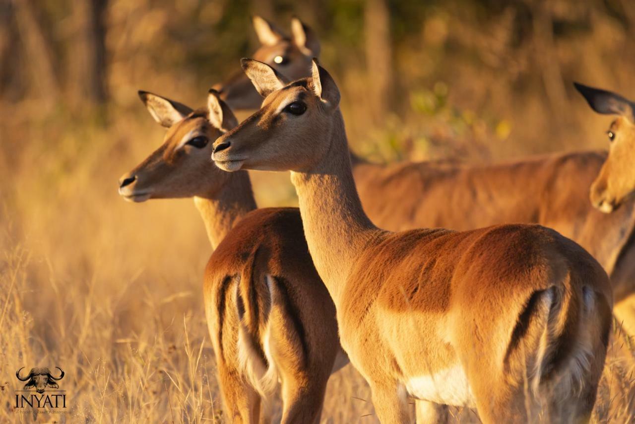 Inyati Game Lodge Khu bảo tồn Sabi Sand Ngoại thất bức ảnh